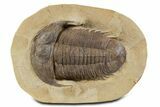 Homalonotid (Iberocoryphe?) Trilobite - Very Rare! #357357-1